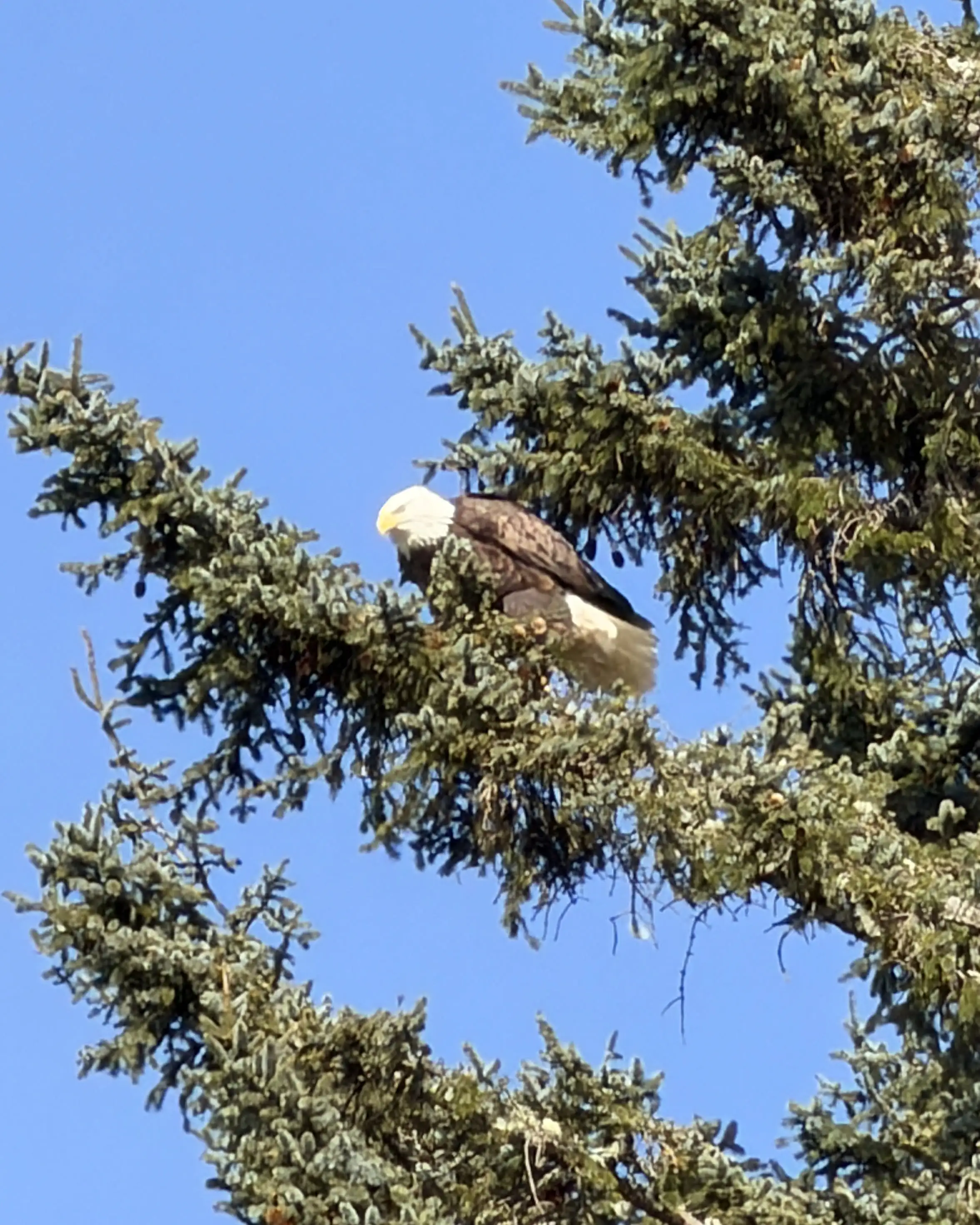 Bald Eagle overseeing
