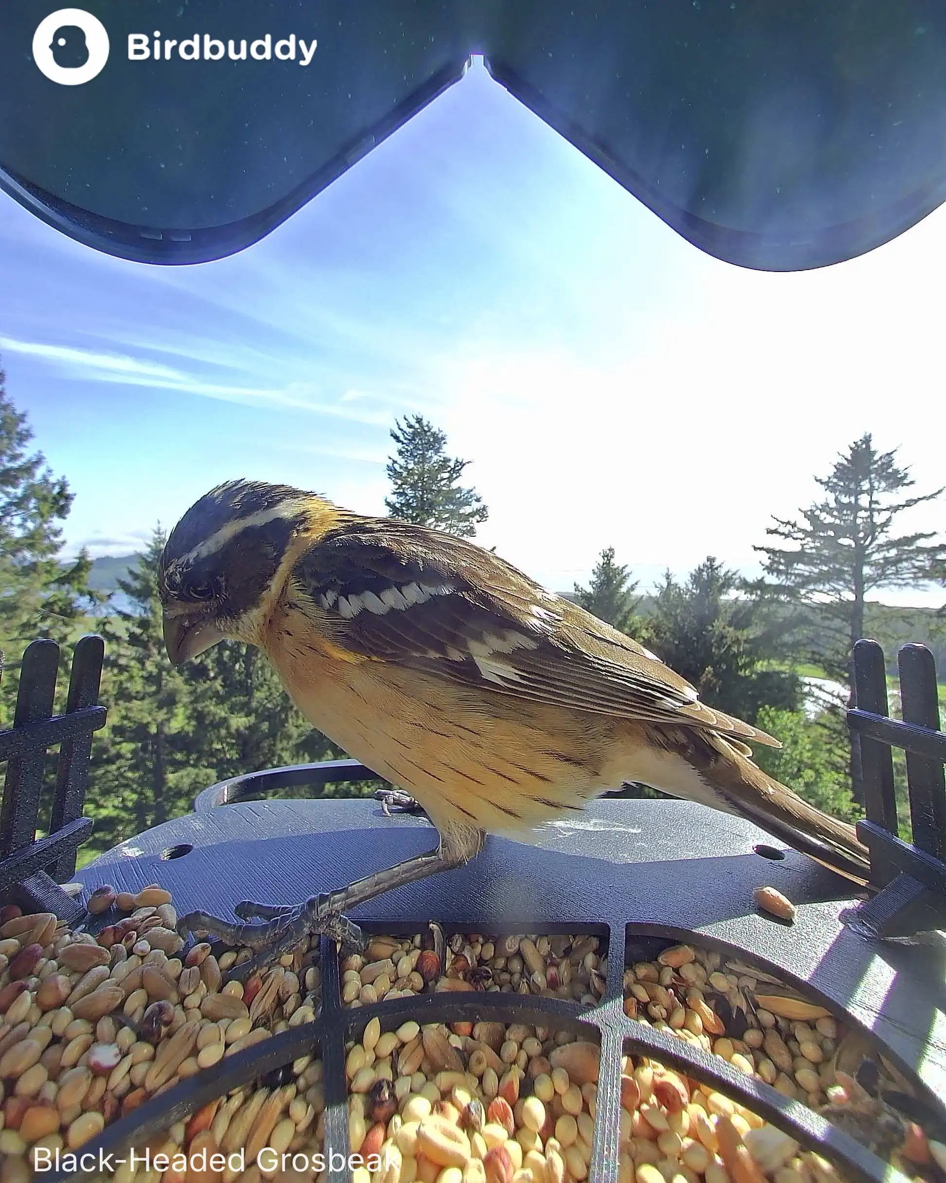 Black-headed Grosbeak at the BirdBuddy