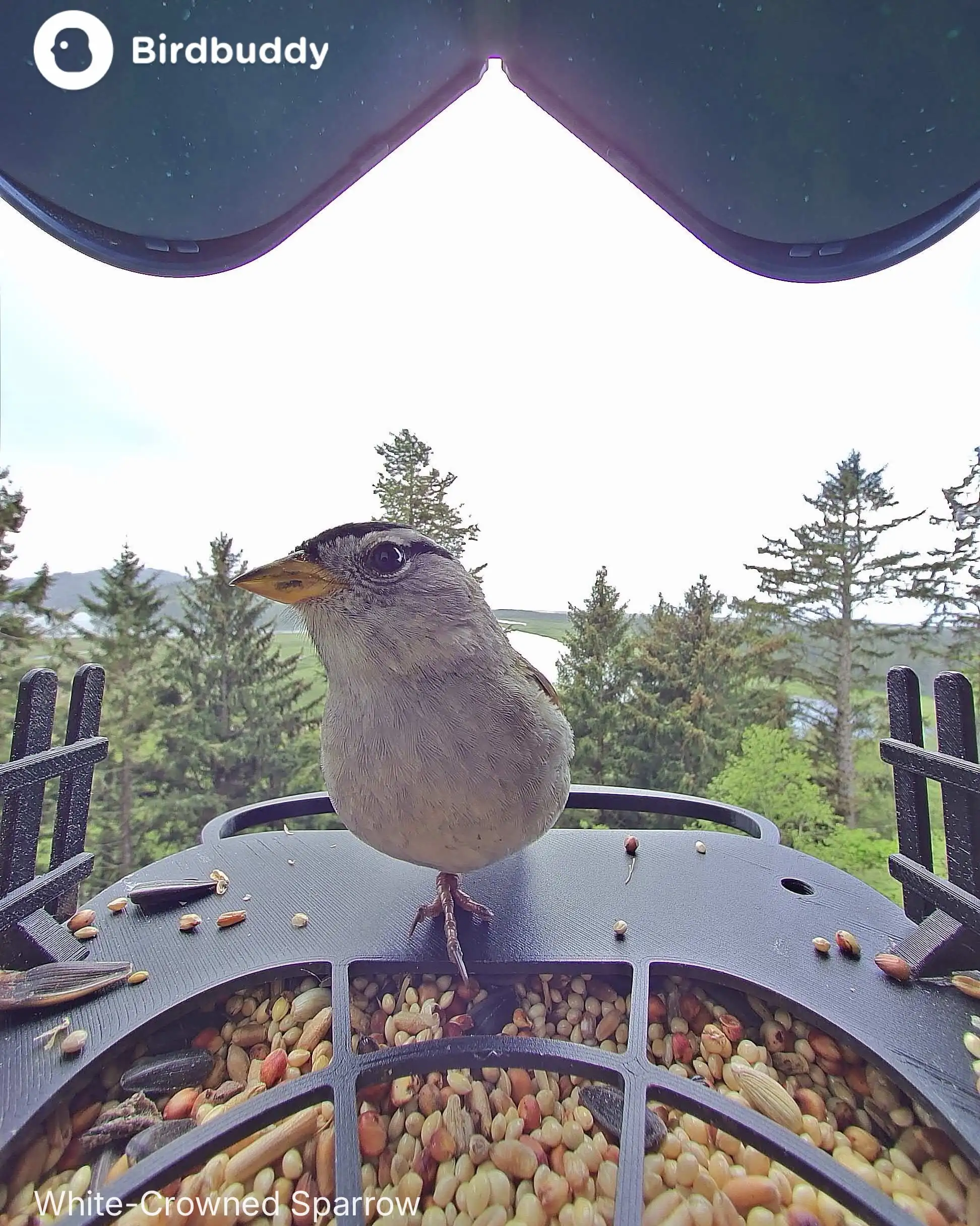 White-crowned Sparrow at the BirdBuddy